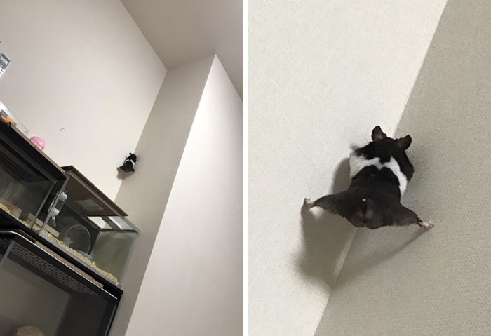 Excuse Me, Mr. Hamster, What Are You Doing