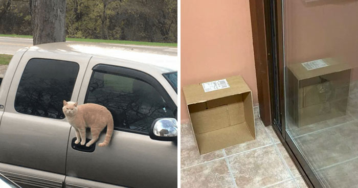 40 Cats Who Decided That Disobeying Their Owners Is Not Enough So They Defied The Laws Of Physics As Well
