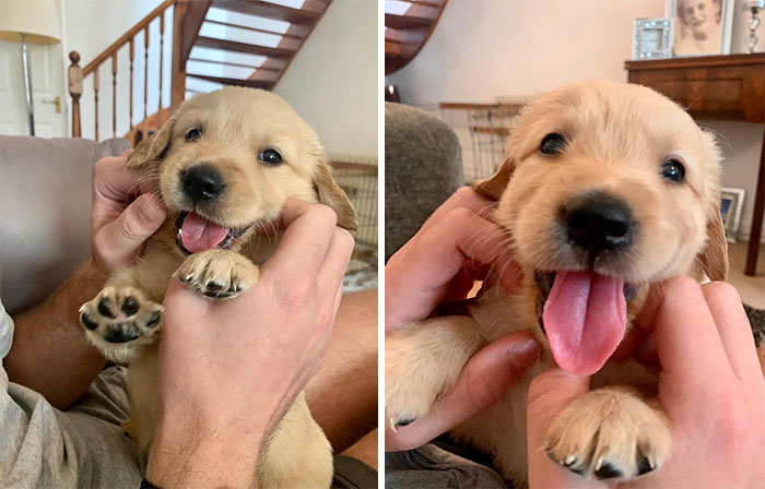 Hekkin Cute Golden Boi Ralph