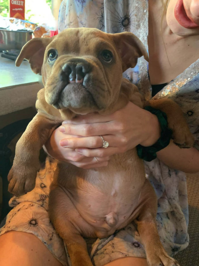 Yesterday, I Met Rusty And Fell In Love 10/10 Good Boi 12/10 For Extra Rolls.