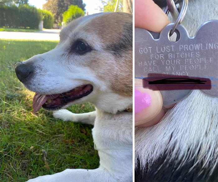 Met A Friend Today Who Needed To Be Returned Home. Please Read Clancy The Runaways Dog Tag!!!