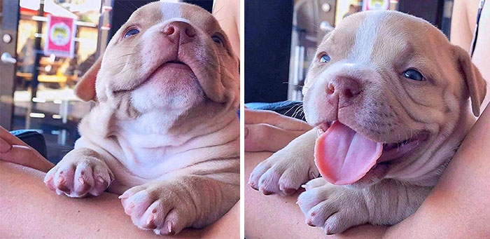 Don’t Let The Puppy Eyes Fool You. So Adorable!