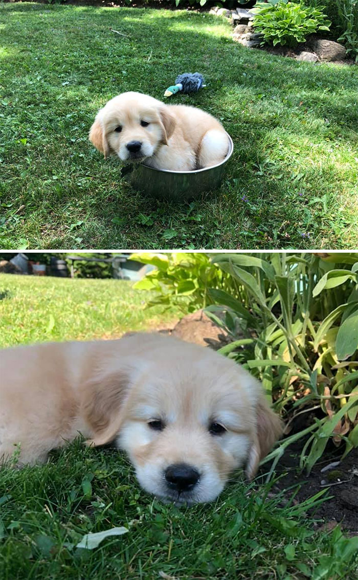 Spotted An 8-Week Golden This Morning! Meet Luna Guaranteed To Melt Your Heart My Best Friend Picked Her Up Yesterday!