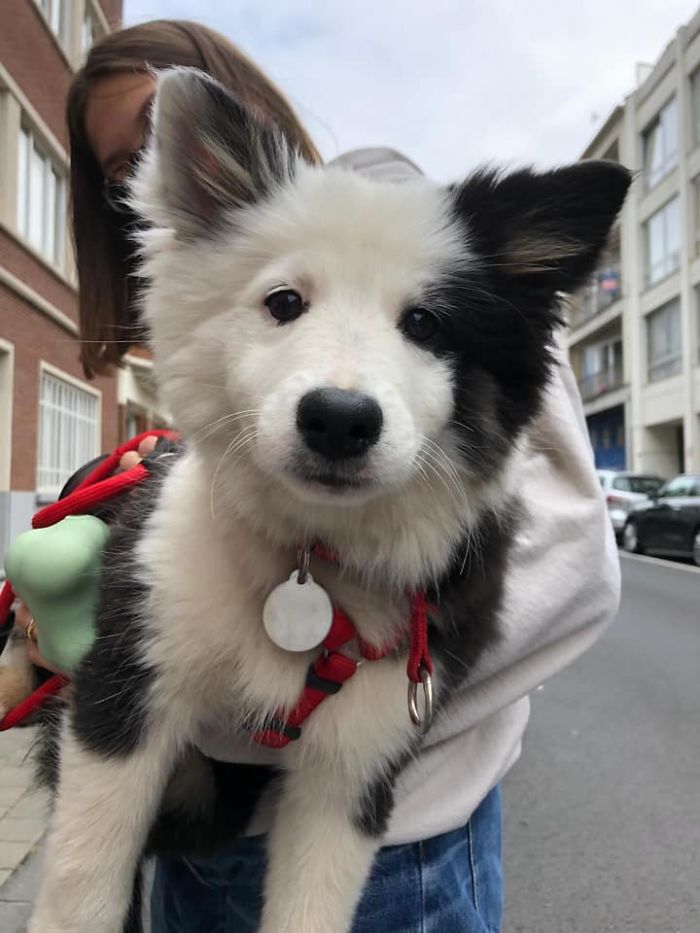 I Met Iska Today, She’s An Iclandic Sheperd And She Loves People, Especially Kids ! Sometimes She’s Tired So They Have To Carry Her