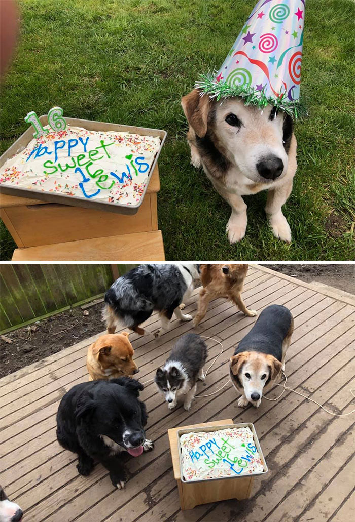 This Is Lewis. He Is Now 16 1/2 Years Old This Is From His Boofday Party