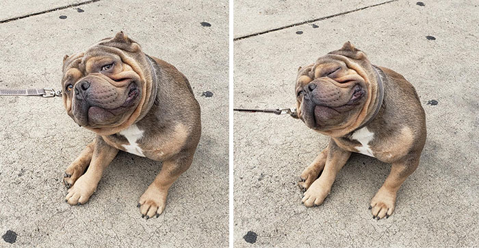 Look At This Chunky Boi! Saw Him Waiting Outside The Store Like The Bestest Boi.