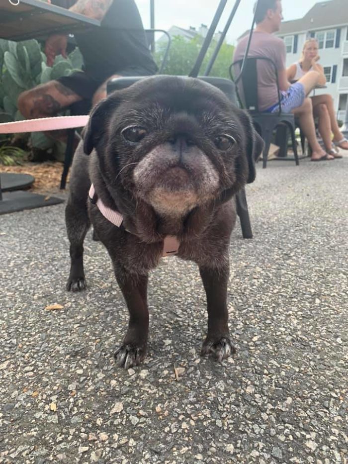 Her Name Is Stella & She Has Silver Eyelashes.