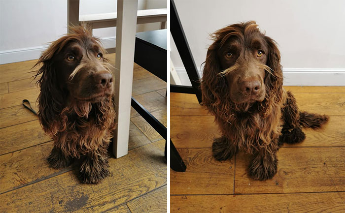 This Gentleman Came To My Establishment To Drink Tea And Eat Icecream With His Human. (We Do A Doggy Icecream!) His Name, "Moustache Pete".