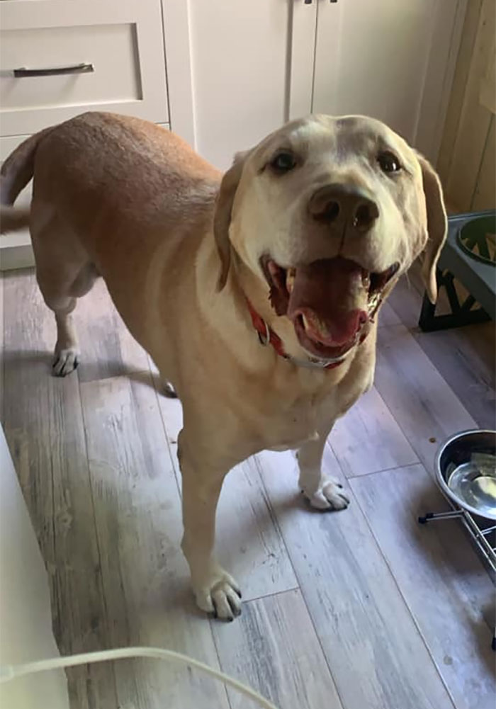 I Have A Broken Screen Door At My House. I Heard Heavy Breathing And Looked Up. This Is My Kitchen Yes, But Not My Dog. Photo Update In Comments: Waiting For Mom And Dad To Come Pick Up Their Runaway Théo