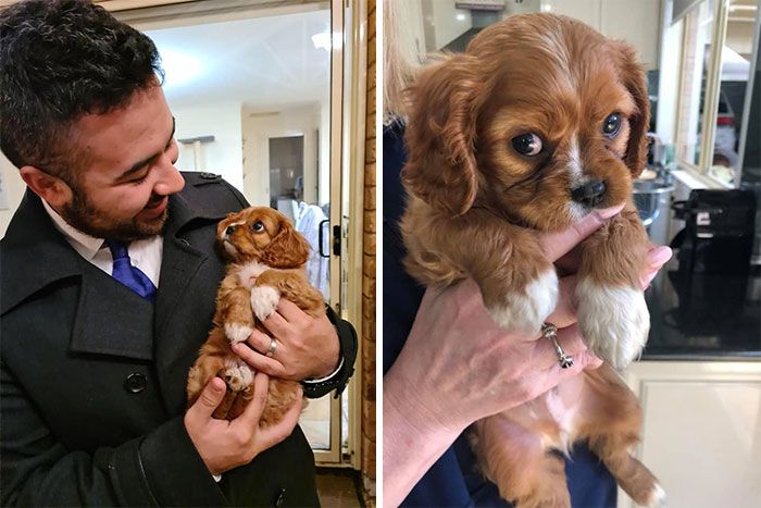 Today I Met Baxter At A Property I Sold. Can Confirm He Likes To Bite His Sister Ruby’s Ears And Liked My Shoes. 12/10 Puppy Dog Eyes Bonus Pic Of Snoot In The Comments