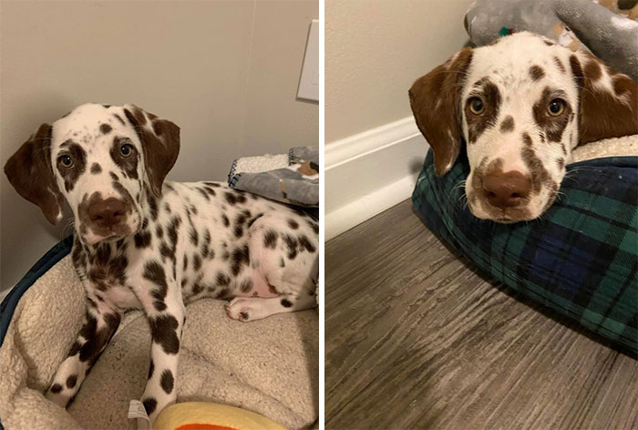 Meet Rollo The 2-Month Old Dalmatian! He Is So Chunky I Love Him