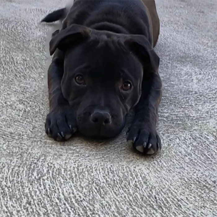 Met This Smol Loveable Hippo