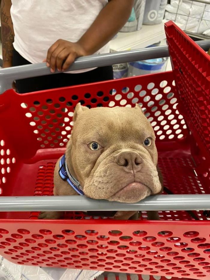 Did An Emergency Run To Target Today For An Air Conditioner Today In Buffalo, NY. Met This Baby Named Ghost. I Cried Only A Little.