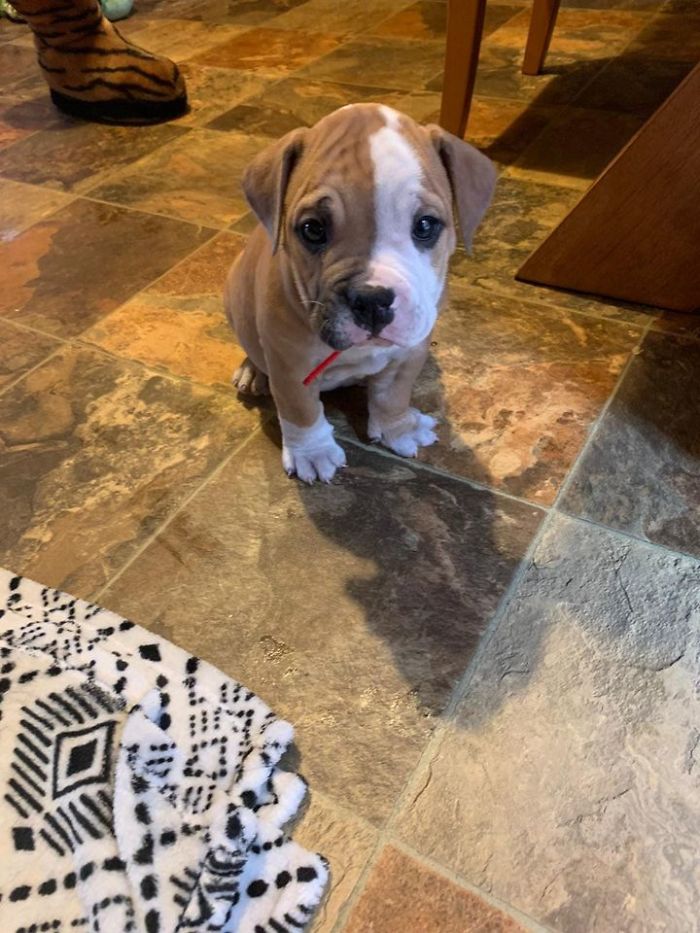 This Is Friend's New Puppy. Her Name Is Peaches.