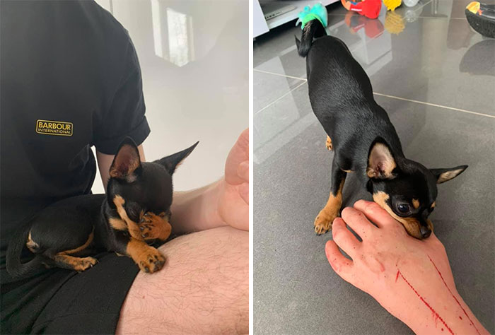 Was Having A Lovely Afternoon Meeting Little Pepe Who Seemed So Shy At First But Suddenly I Was Savaged & Had My Arm Ripped Off Can’t Believe It