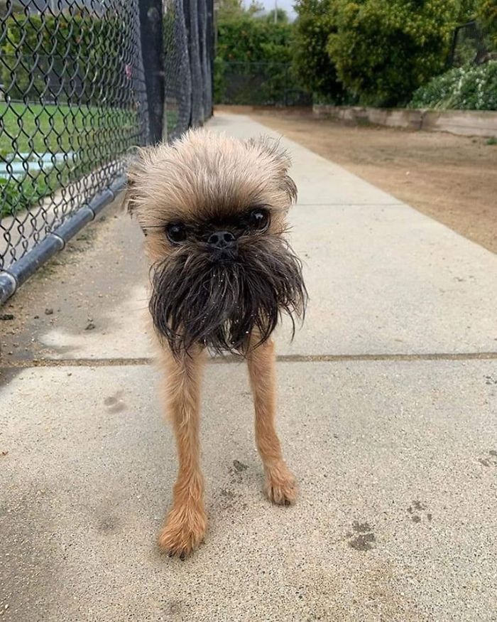 Here's #memphis The #brussie...he Lives In San Francisco, California And Says Watch Your Ankles...