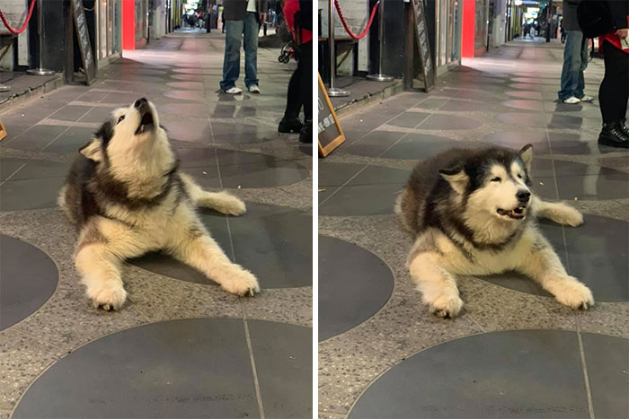 Met This Gorgeous Girl Called Angel Doing An Aawooo