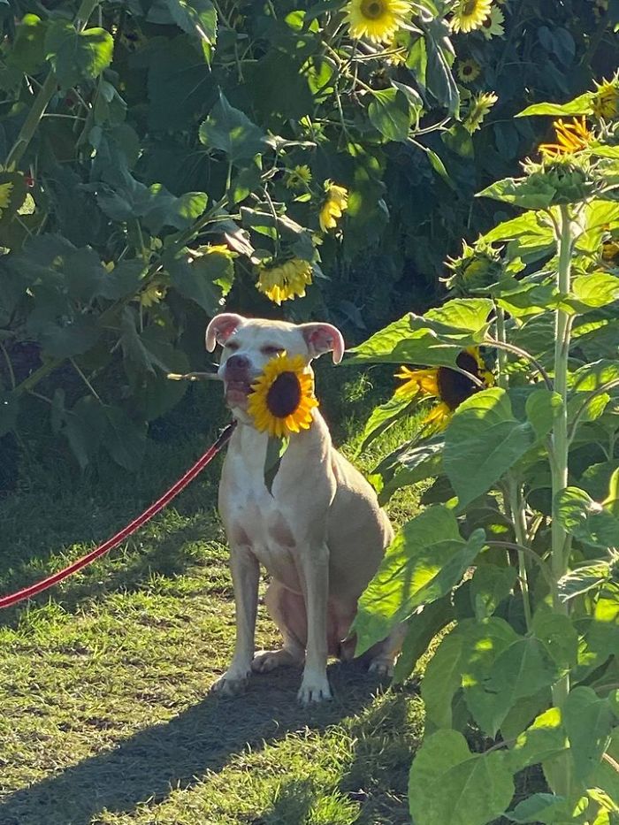 Spotted A Good Girl Posing For Her Hoomans