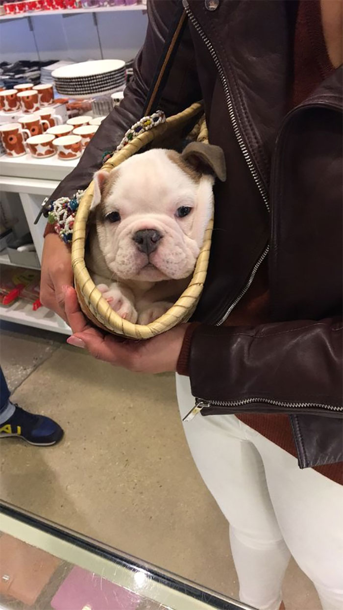 Dogs Come Into My Work All The Time But I Think Mr Winston Darcy Here Is My Favourite. I Would Kill For This Face.