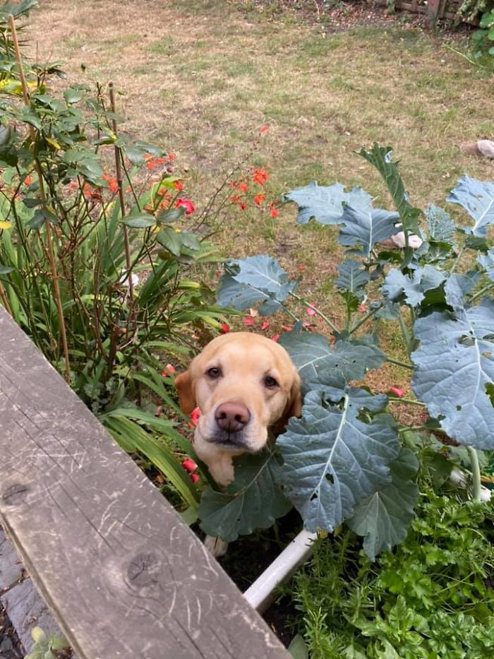 You Mean You Had A BBQ And Didn’t Invite Me? Our Neighbor Monty Is A Bit Nosy