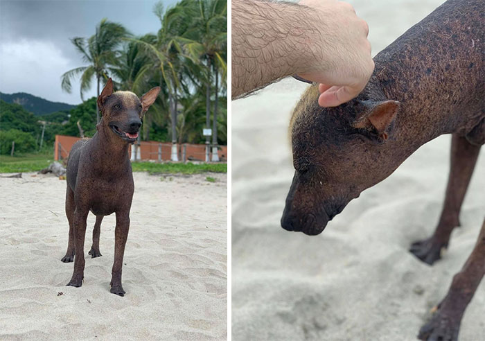 Dante, King Of The Beach Came To Say Henlo