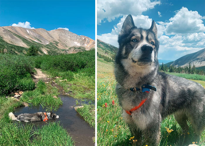 Spotted: A Wild Huskygator Frolicking Through The Mountains