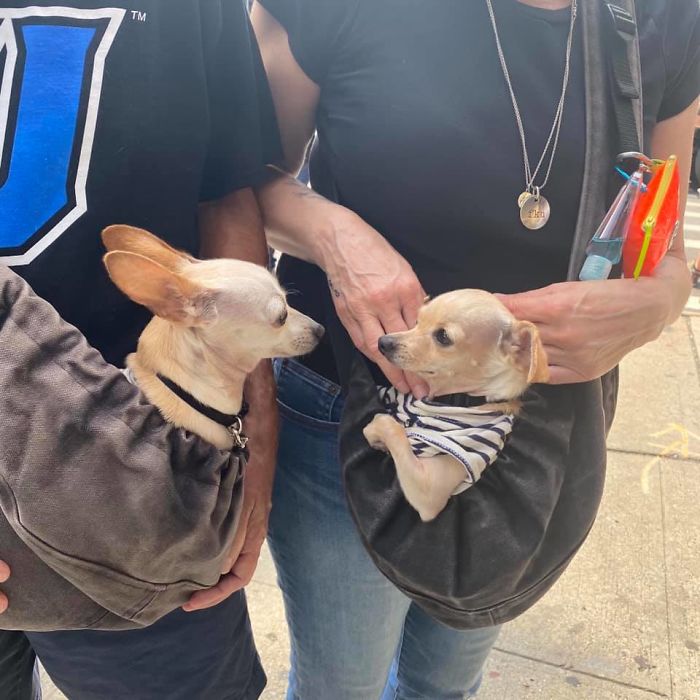 I Saw A Woman With A Tiny Doggo In Her Bag And I Squealed And Then A Tiny Doggo Popped Out Of Her Husband’s Bag Too.