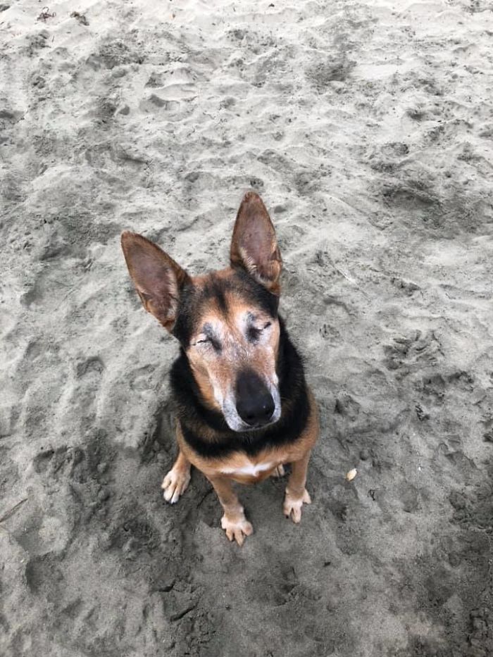 We Met Izzy The Blind Dog At The Beach Today. She Kept Finding Me And Sitting For Treats. I Love That Animals Teach Us To Accept What Is And Move Forward. She Doesn’t Care That She’s Blind; She’s Just A Sweet, Happy Girl With A Great Nose! 11/10 Would Listen To The Waves With Her Again.