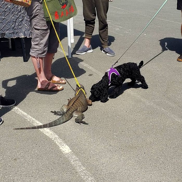 Spotted A Puppy Making An Unusual New Friend At The Farmer's Market Today. He Licked His Toes And Then Ran Away.