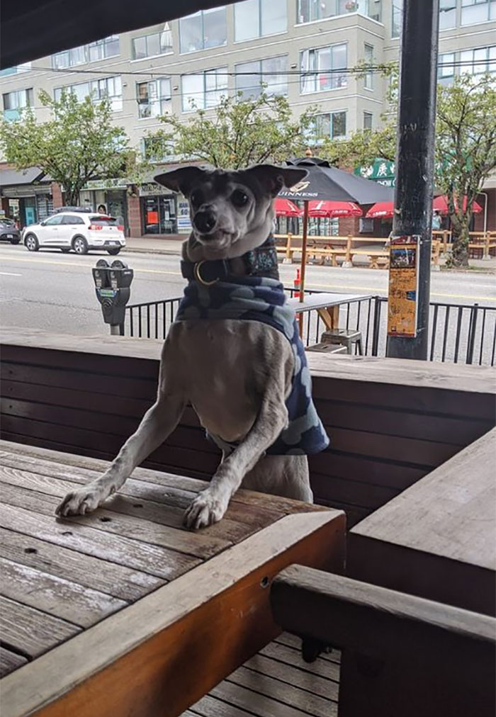 She Need Some Heckin Service