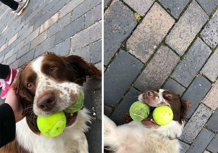 First Spot ! Today I Met Hamilton , The Founding Father Of Carrying Two Tennis Balls