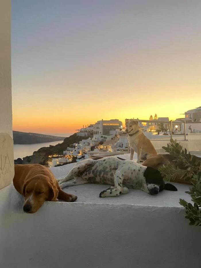 Went To Santorini, Ended Up In Good Boy Heaven. Looking Out If Everyone’s Social Distancing