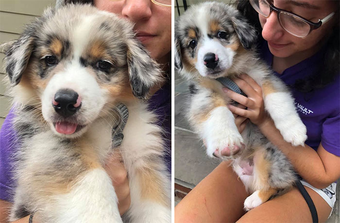 Funny-Cute-Dog-Spotting-Pics