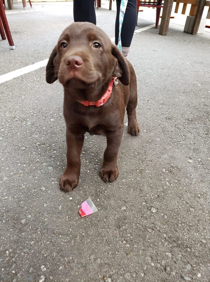 Me The Cutest Bebé At A Dog Themed Brewery! This Gorl Is Chili, She's 8 Weeks Old, And She Hasn't Learned To Sit Still For A Picture Even Though She's Super Photogenic Anyway
