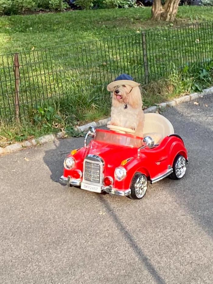 Saw This Cutie Driving Around Central Park Yesterday!