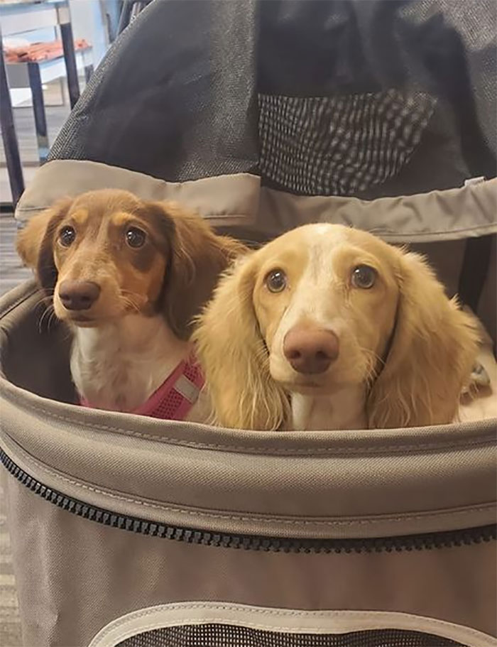 Ran Into Frank And Beans The Other Day.