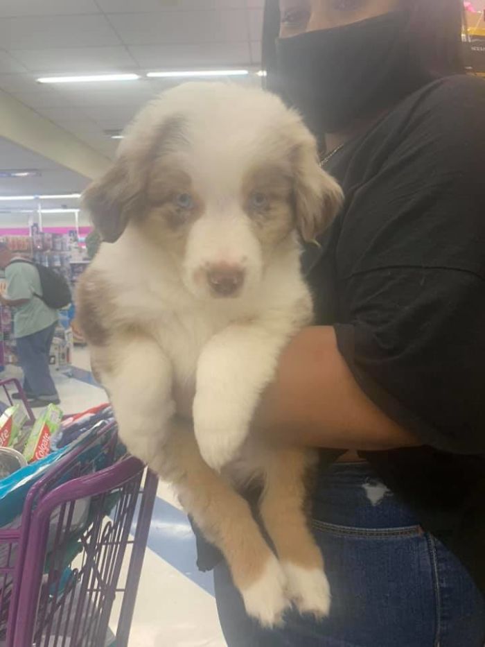 Today I Have To Send My Baby Boomer Over The Rainbow Bridge. It’s Been A Tough Day And Then I See This Little Guy Who Cheered Me Up With A Sweet Little Lick. Y’all Meet Bronx The Most Perfect Doggo There Ever Was!