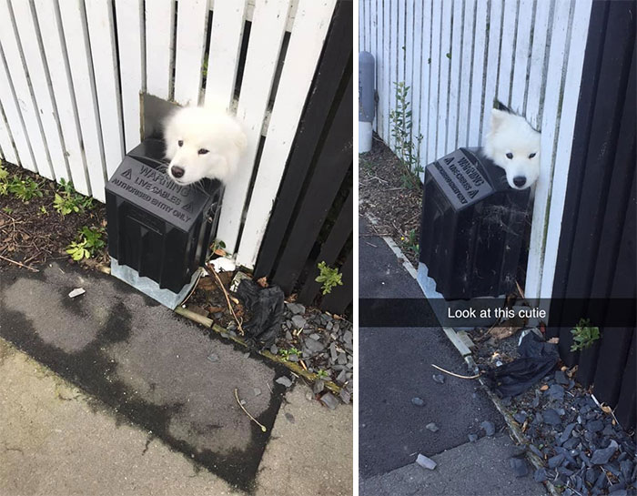 This Doggo Pops Its Head Through The Hole In The Fence When I Go For A Walk