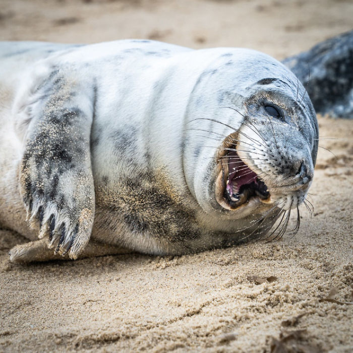 Funny-Laughing-Seals