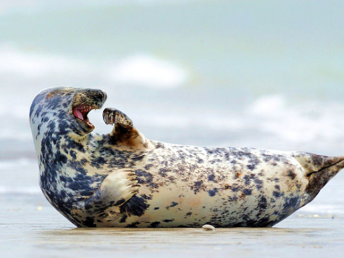 Funny-Laughing-Seals