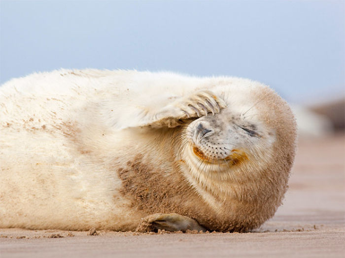 Funny-Laughing-Seals
