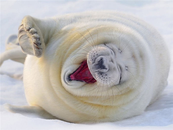 Funny-Laughing-Seals