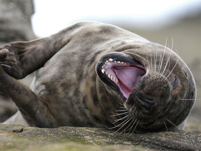 Funny-Laughing-Seals