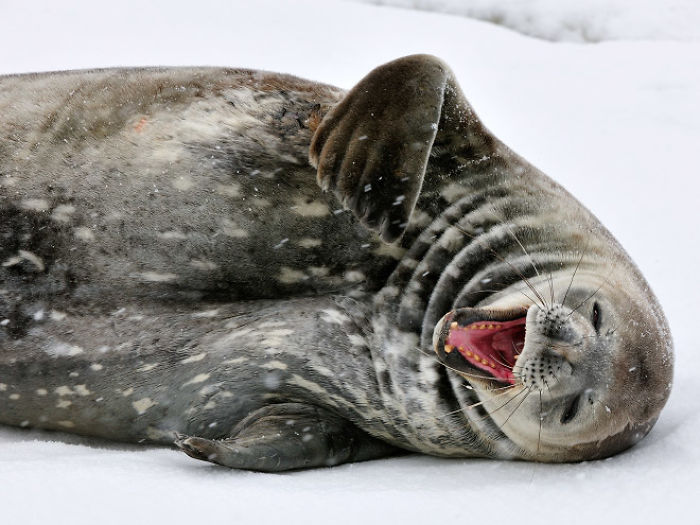 Funny-Laughing-Seals