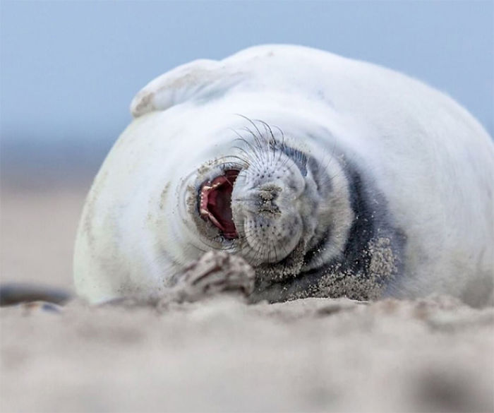 Funny-Laughing-Seals