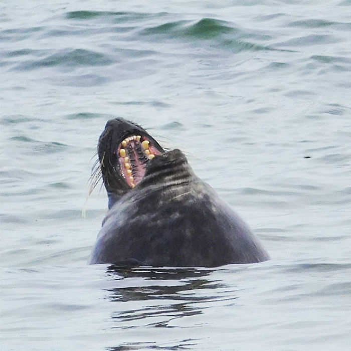 Funny-Laughing-Seals