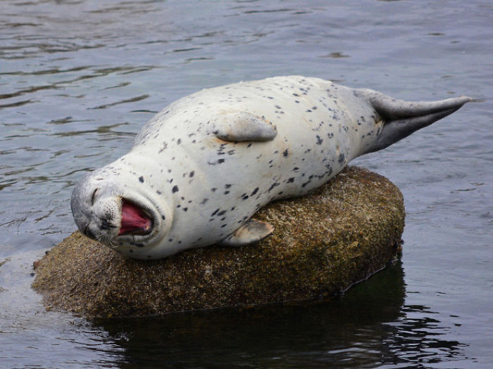 Funny-Laughing-Seals