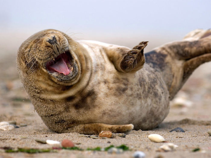 Funny-Laughing-Seals