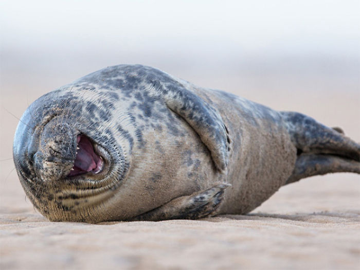Funny-Laughing-Seals