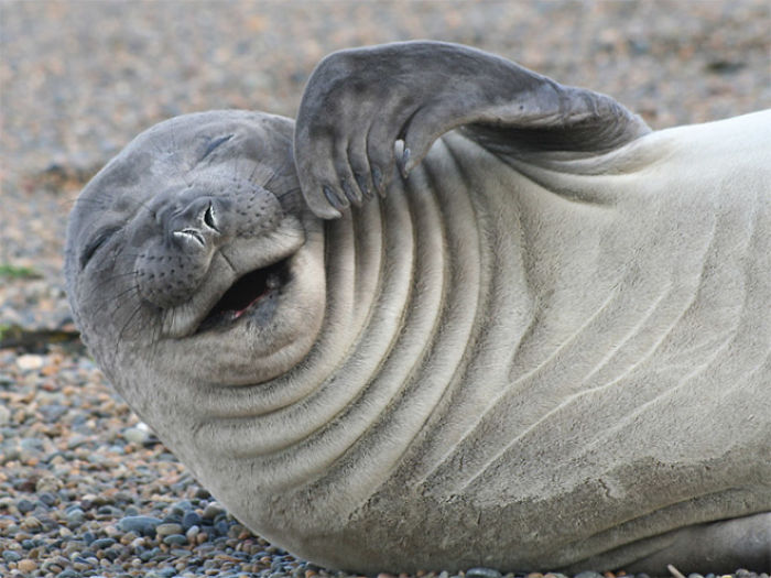 Funny-Laughing-Seals